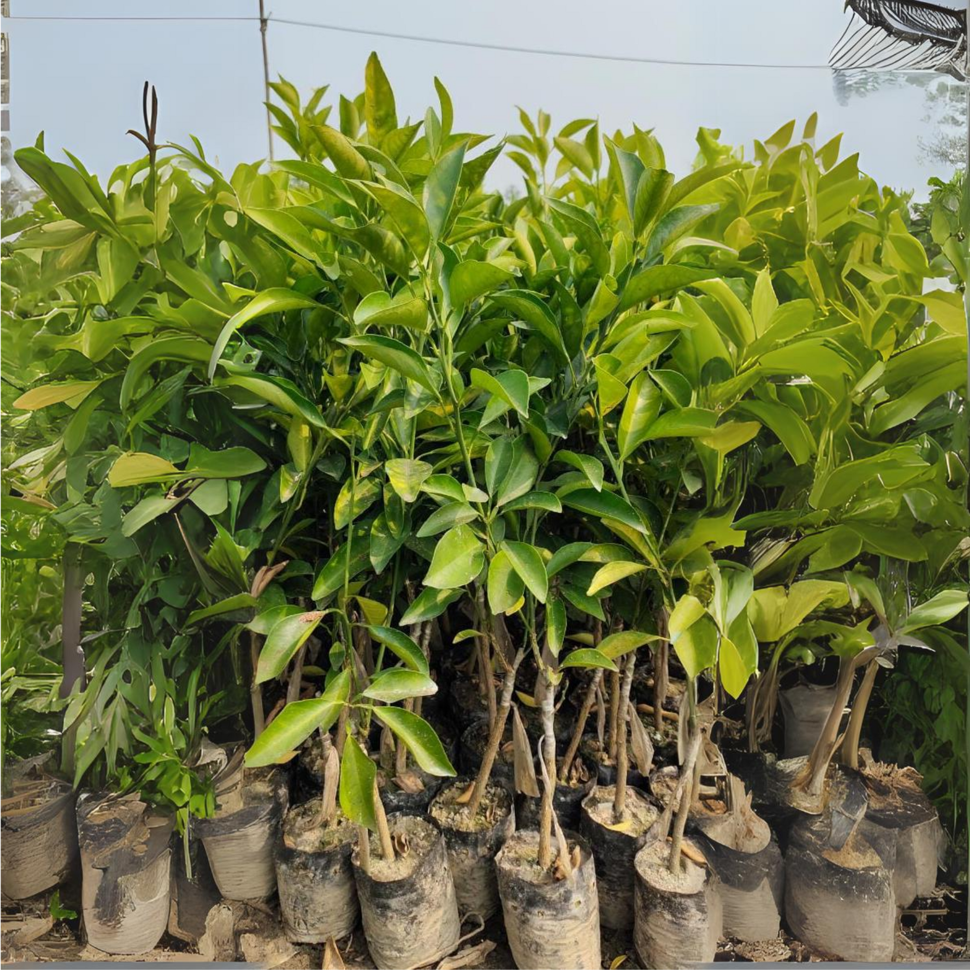 Green paradise Vietnamese Malta new yellow Malta live Grafted Plant
