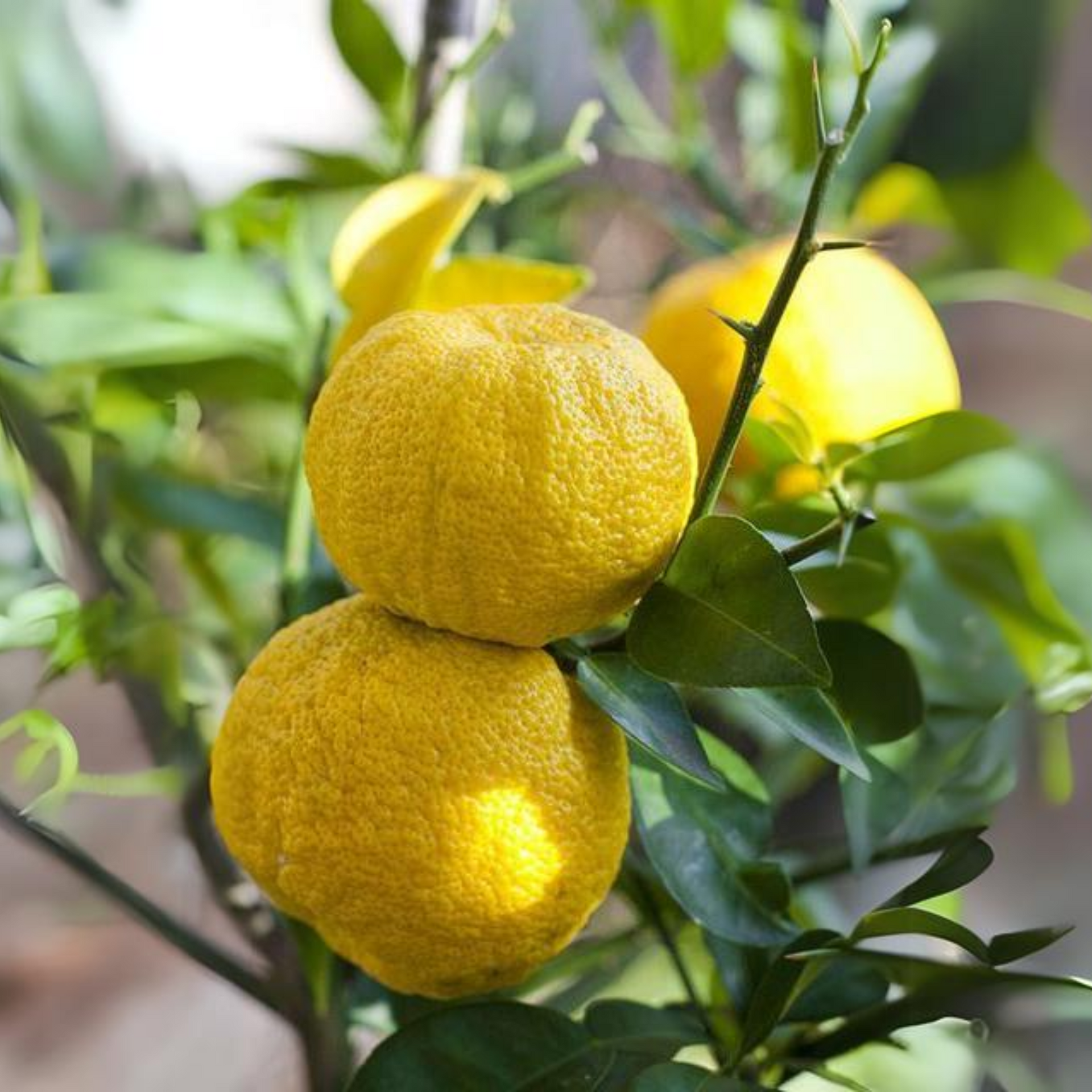 Green paradise Vietnamese Malta new yellow Malta live Grafted Plant