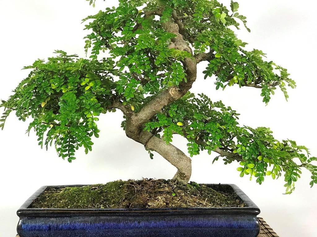 bonsai pepper tree care Korean Pepper Lero Lero Pre Bonsai Mature Sapling Plant for Bonsai in –  GreenParadiseLive
