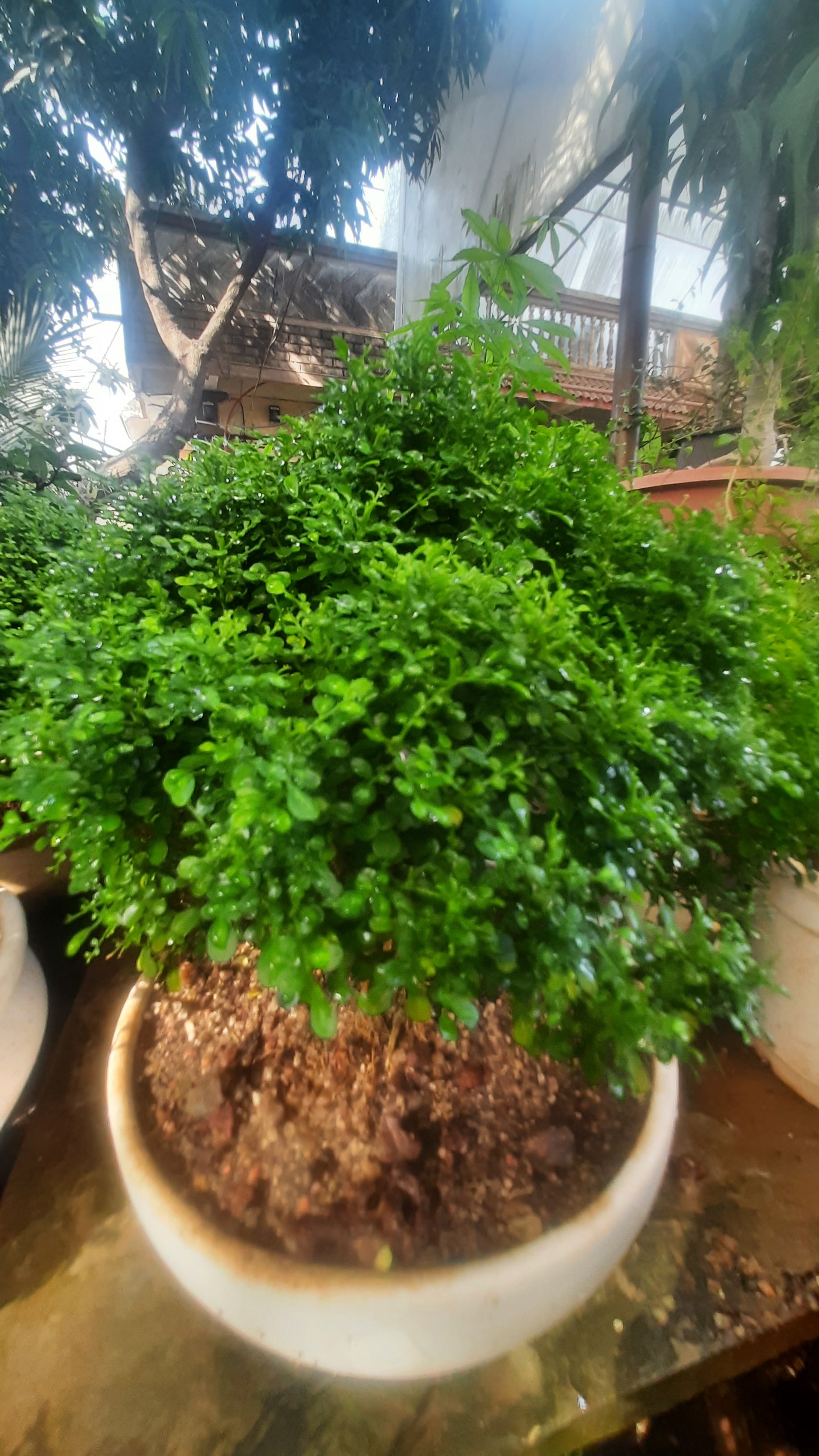 Bonsai Mini Murraya paniculata dwarf plant madhukamini bonsai amazing mame bonsai with pot