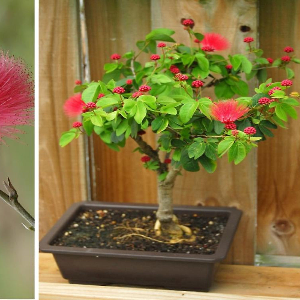 Calliandra red powderpuff Live Beautiful Bonsai plant