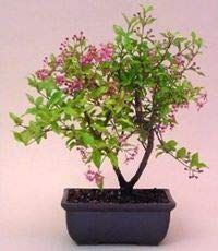 Malpighia Japanese Cherry Blossom Bonsai Tree 4 Years Old Mature Tree Malpighia Punicifolia, Dwarf Barbados Cherry Tree (Live Plant)