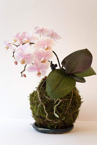 Sphagnum Moss 500 grms for Orchid Plant Soil,air layering and mulching