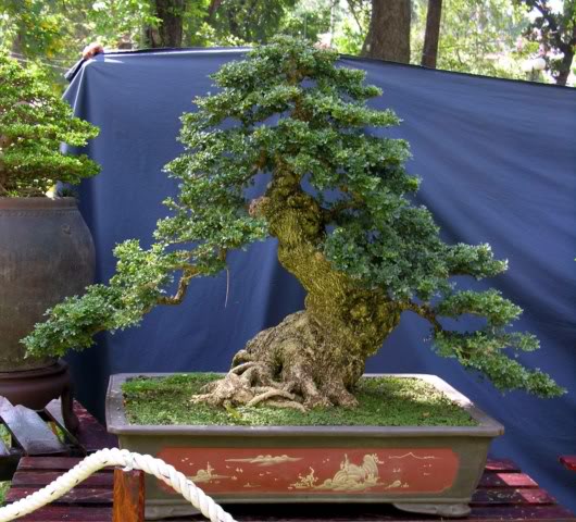 wood apple tree bonsai Feronalia Lucida Mini Wood Apple Pre Bonsai Mature Sapling Plant for B – GreenParadiseLive