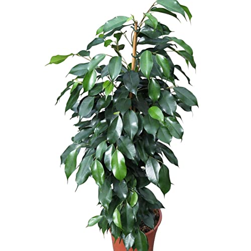 Green Paradise® Benjamina Black Ficus Sapling Plant