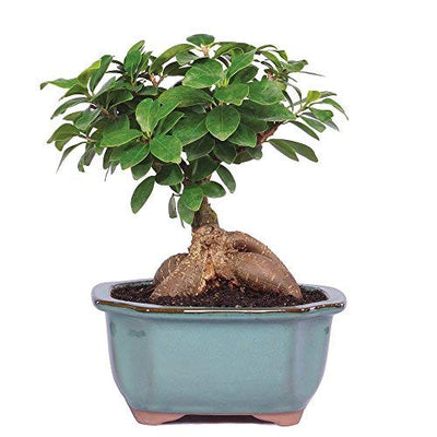 mature Ficus Ginseng bonsai with ceramic bonsai pot