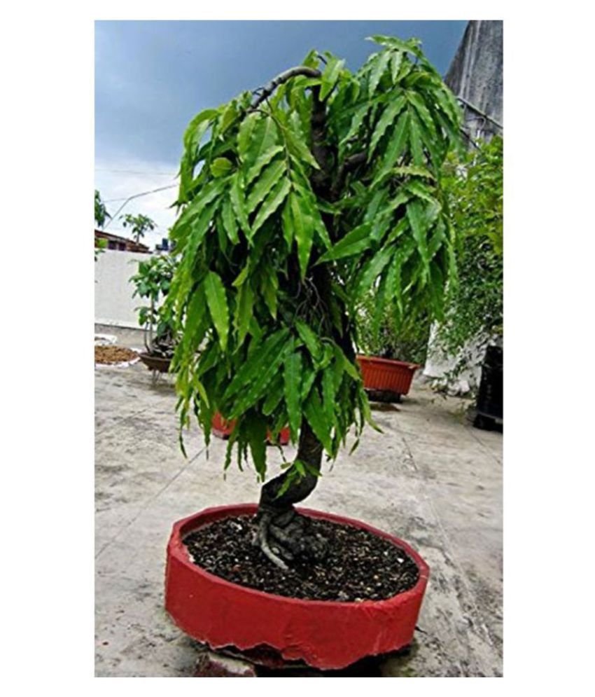Ashoka Polyalthia Longifolia Plant