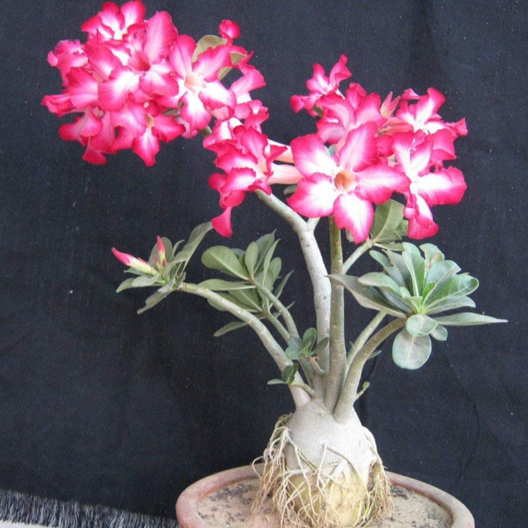Adenium Bonsai Live Old Adenium Bonsai Tree With Bonsai Pot –  GreenParadiseLive