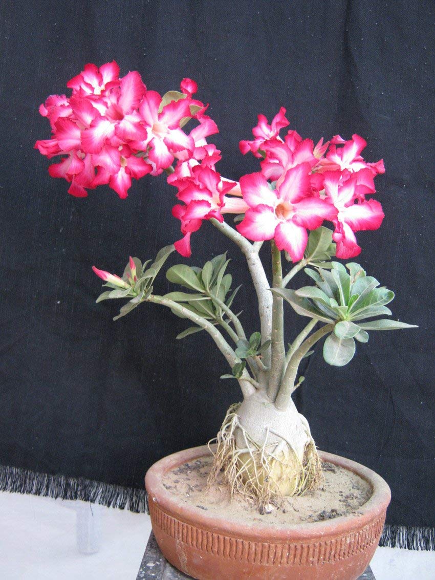 Adenium Live Plant With Pot