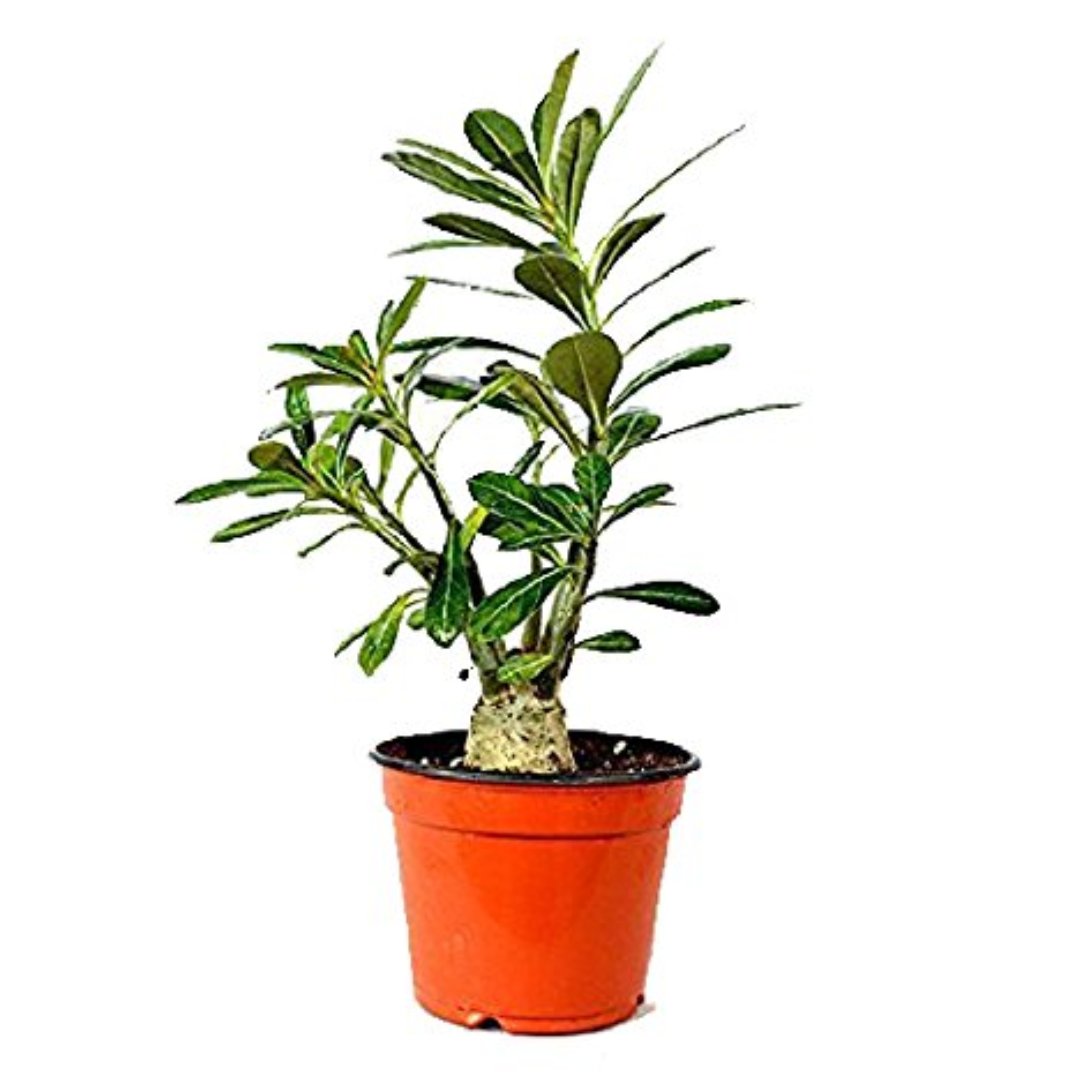 Green Paradise Adenium Plant Pink white Mix Color FLowering With Pot