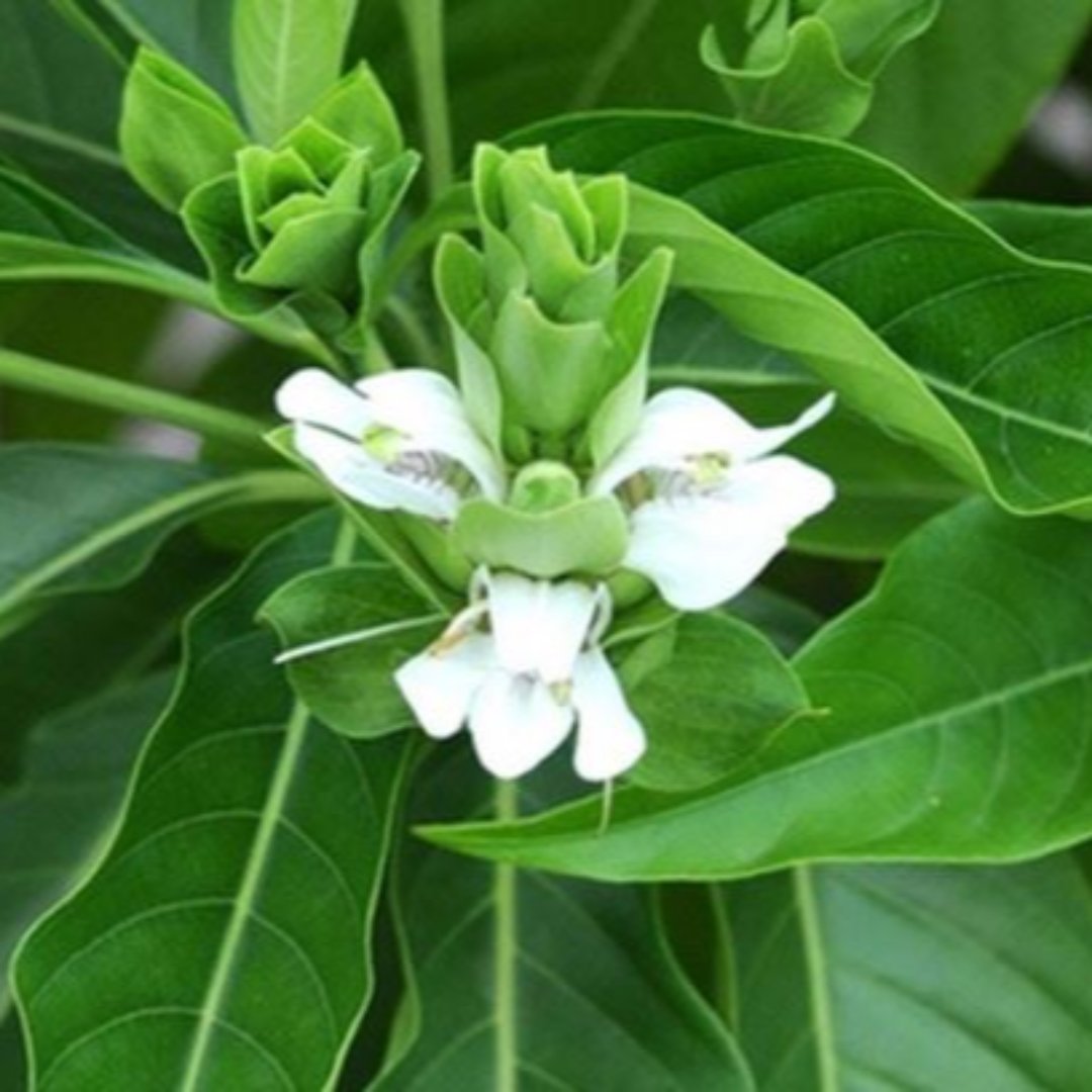 adulsa plant seeds Adusi Plant Adhatoda Vasica Adulsa Medicinal Plant – GreenParadiseLive