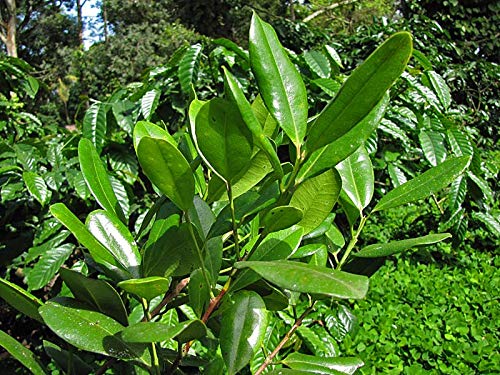 All Spices Live Plant
