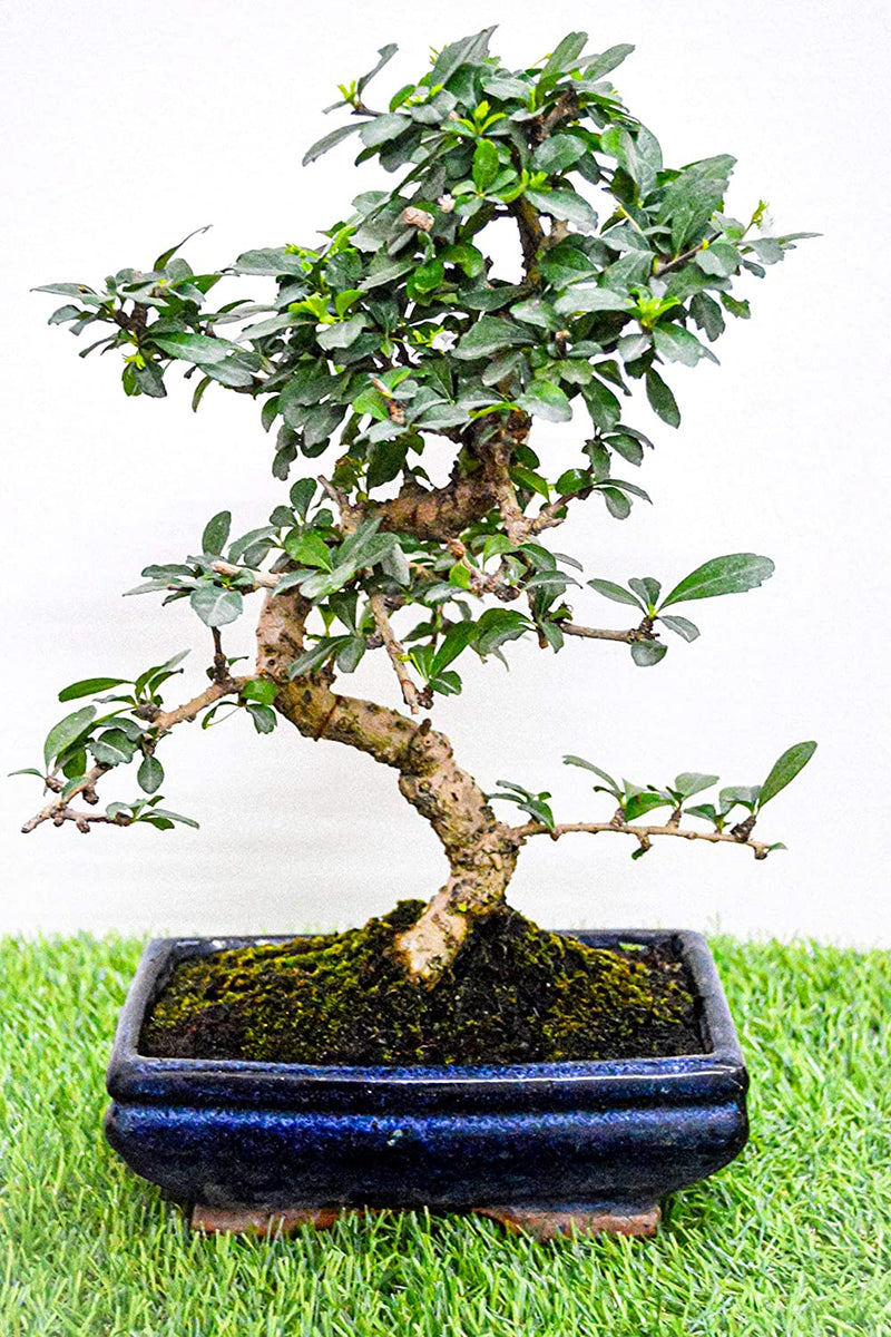 bonsai tree carmona Bonsai Carmona 3 years old Tree with Ceramic Pot – GreenParadiseLive