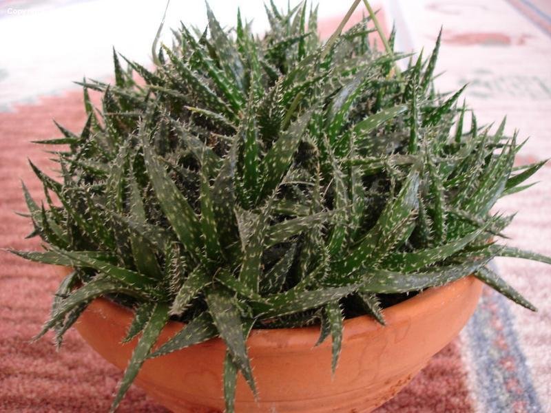 Aloe Haworthioid Live Plant