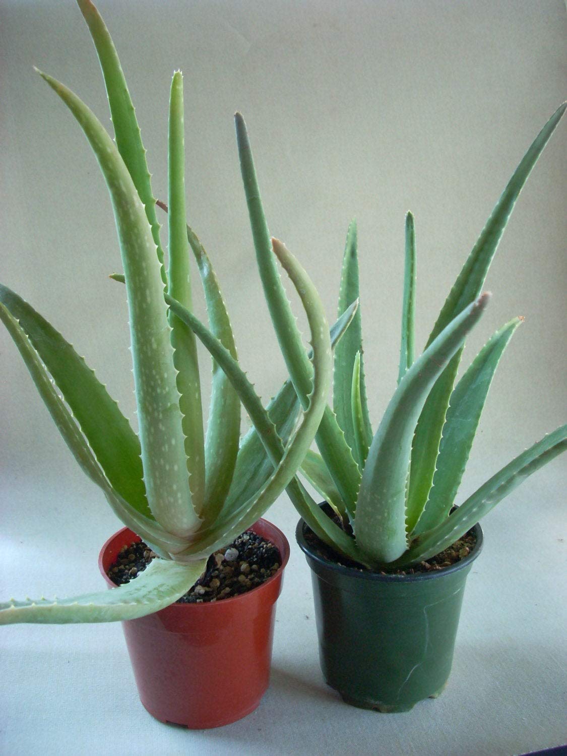 Aloe vera Plant-Buy Now