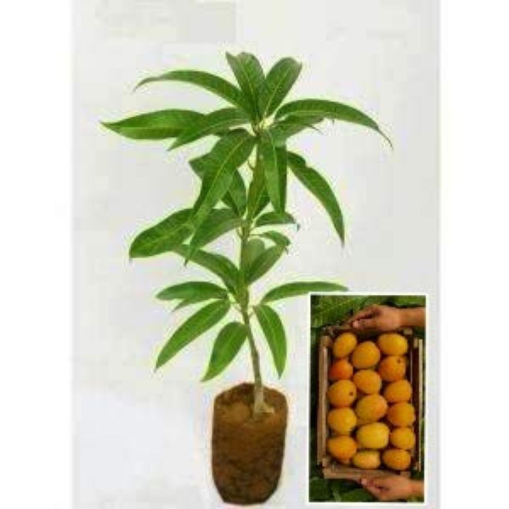 Exclusive Alphanso Mango Live Plant
