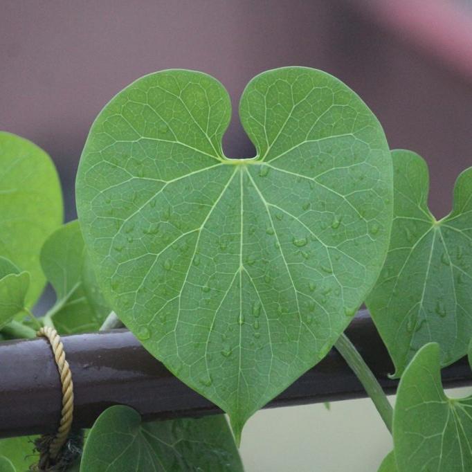 giloy plants Giloy Plant TINOSPORA CORDIFOLIA – GreenParadiseLive