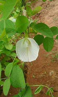 aparajita flower seeds Clitoria Ternatea Aparajita Butterfly Pea or White Clitoria Flower 25 – GreenParadiseLive