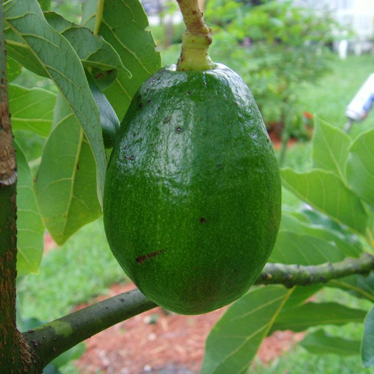 Avocado Fruit Plant Grafted Healthy greenish - purple Avacado Plant