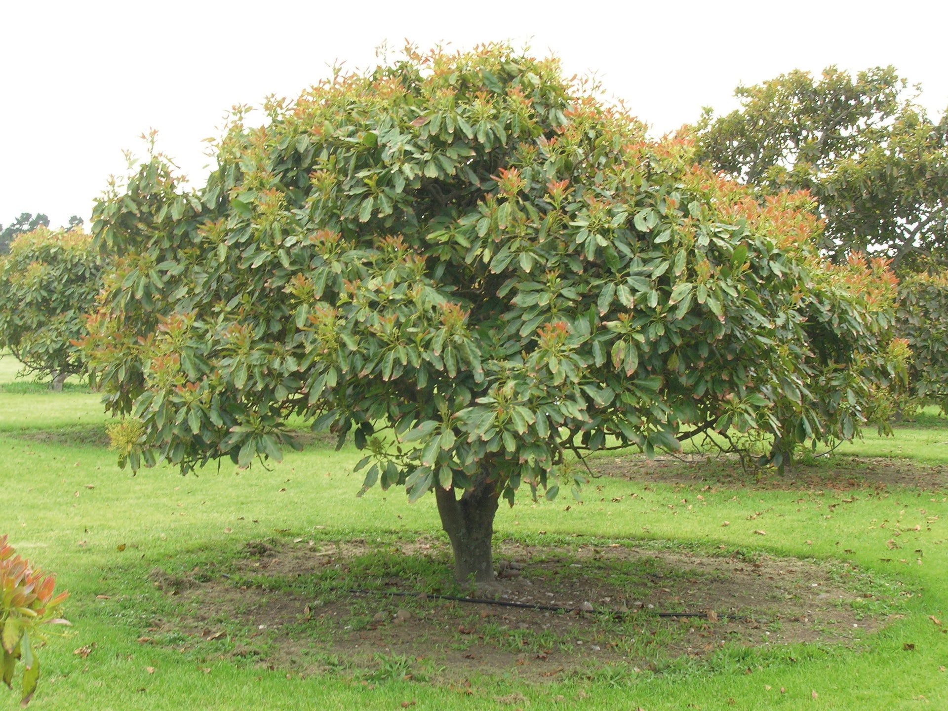 Avocado Fruit Plant Grafted Healthy greenish - purple Avacado Plant