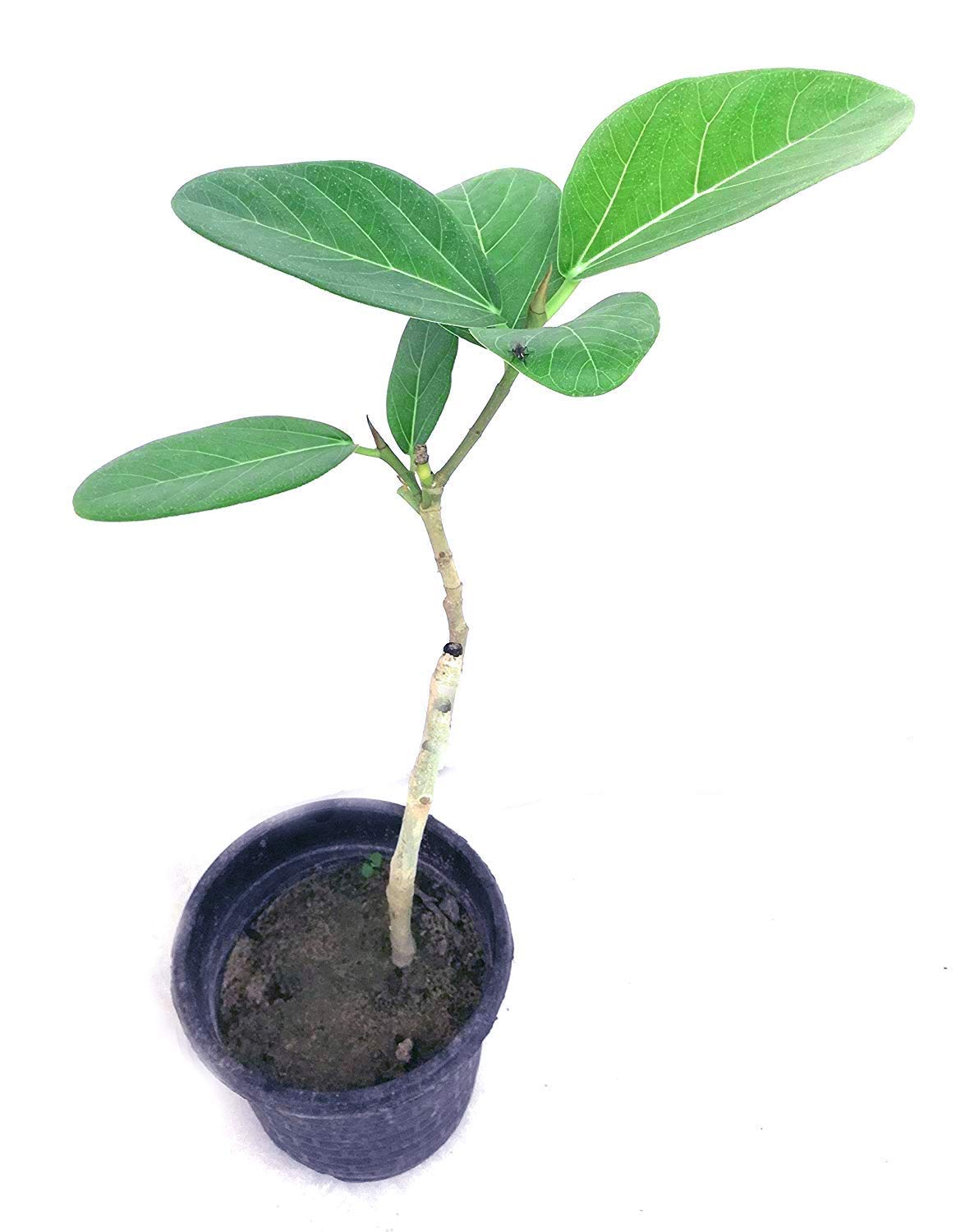 Banyan tree sapling Live Plant