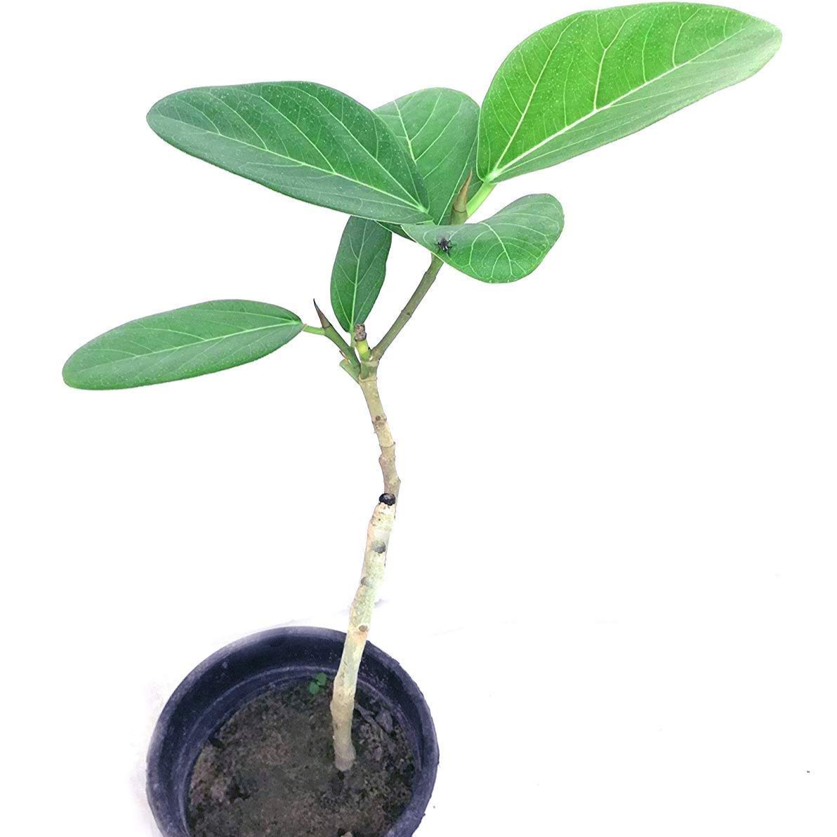 Banyan tree sapling Live Plant – GreenParadiseLive