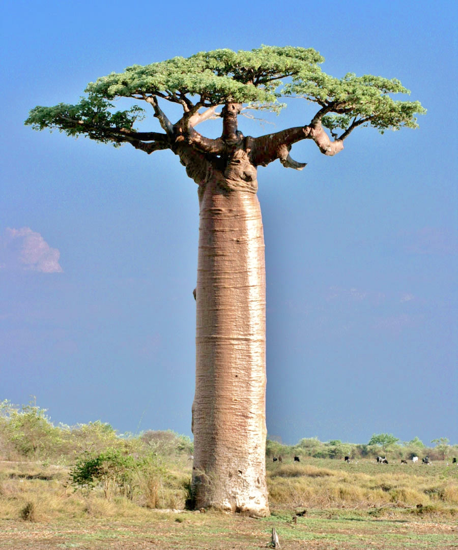 Rare Baobab live plant suitable for bonsai