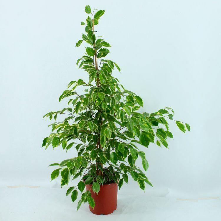 Benjamina Ficus Golden Ficus Sapling Plant