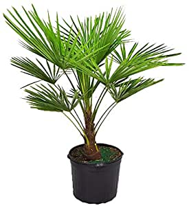 Bindi Palm New Thronless Table palm