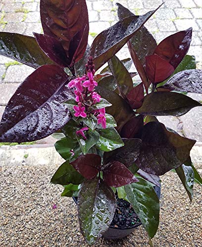 Black Earanthamum Plant With Pot  GreenParadiseLive