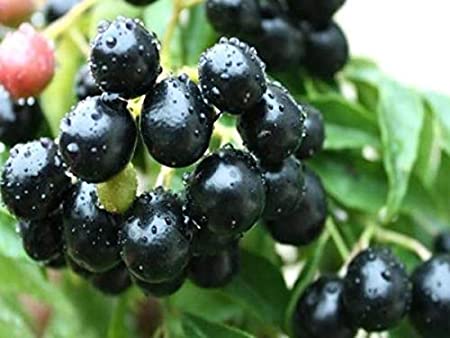 Live black plum Black Jamun Plant