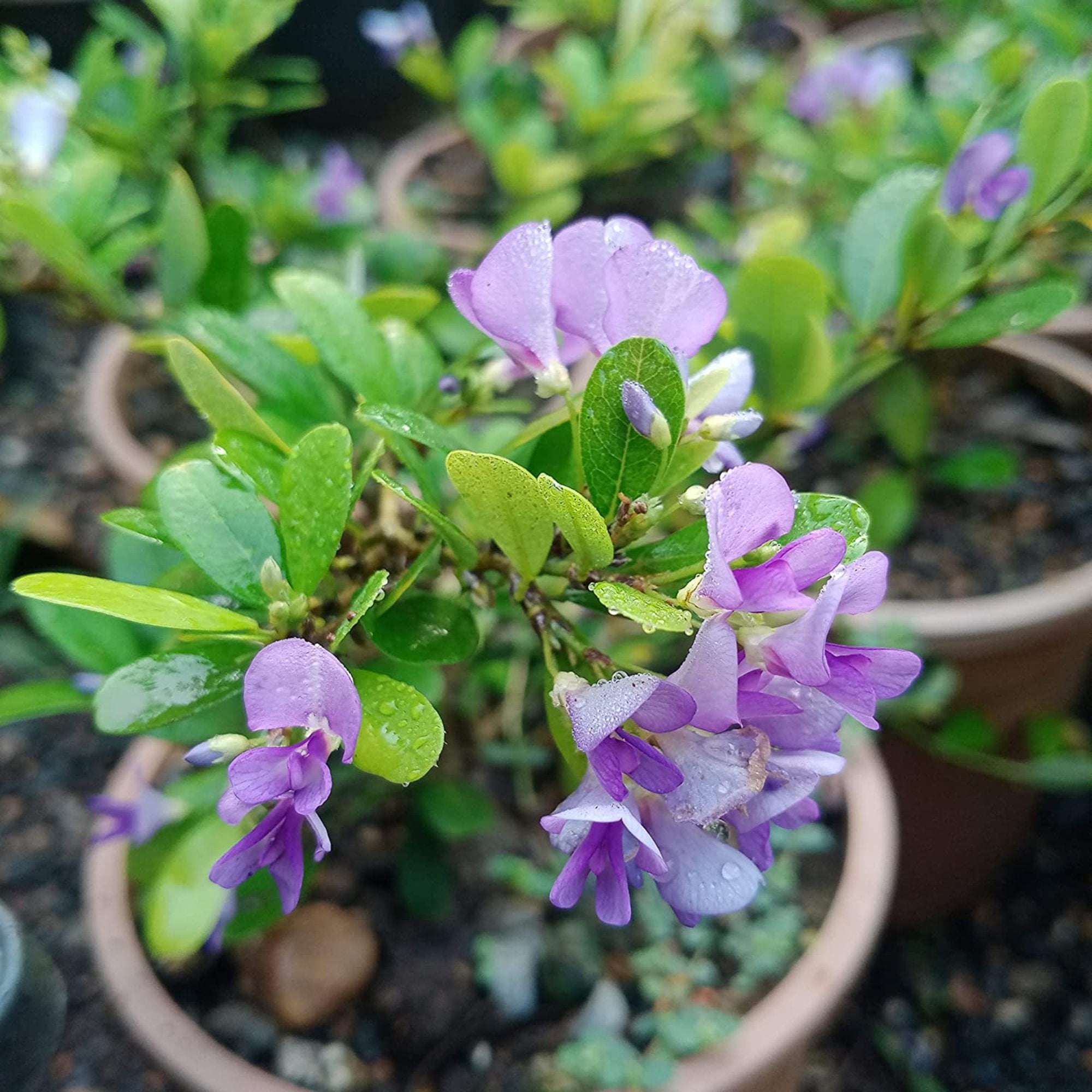 DESMODIUM Blue Braya Sapling Plant