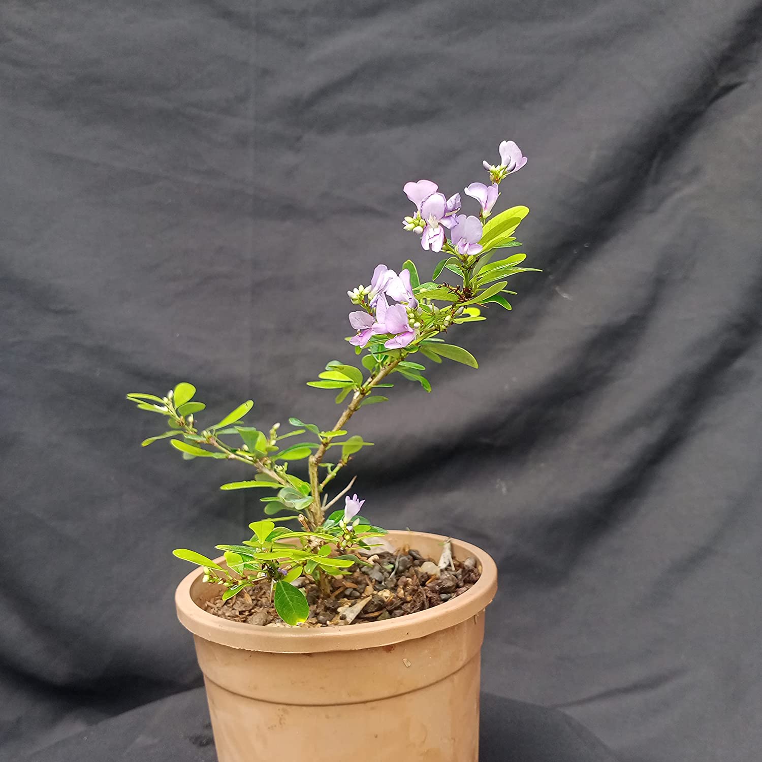 DESMODIUM Blue Braya Sapling Plant