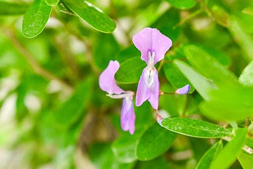 DESMODIUM Blue Braya Sapling Plant