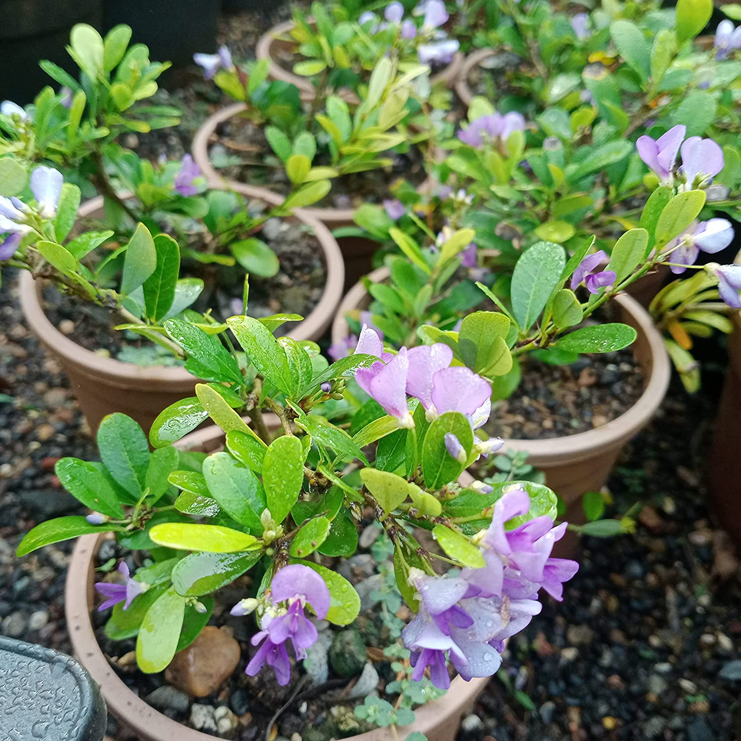 DESMODIUM Blue Braya Sapling Plant