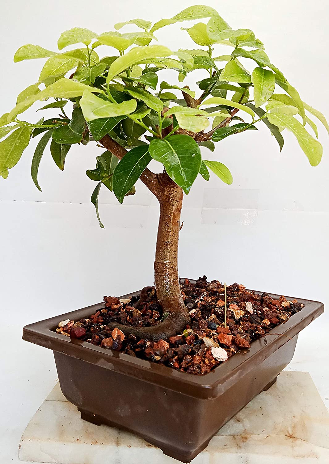 Ficus Lipstick Live Bonsai Tree With PLastic Bonsai Pot PIlkhan Ficus Bonsai tree