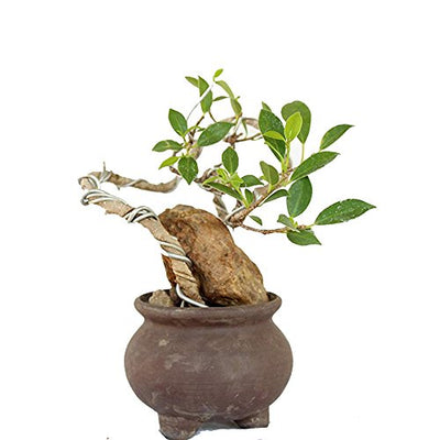 Bonsai Ficus Microcarpa Tigerbark Plant