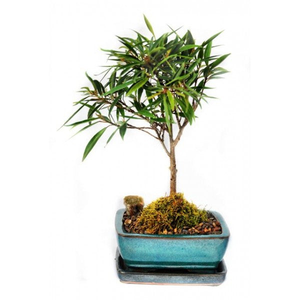 Ficus Nerifolia Willow leaf pre bonsai sapling plant with plastic pot