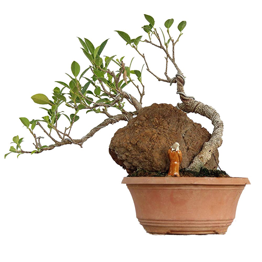 Bonsai Microcarpa Ficus Indoor Live Bonsai Plant