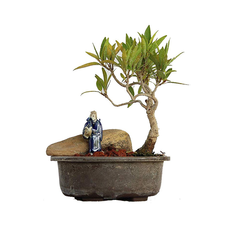 Nerifolia Ficus Mame Bonsai With Pot