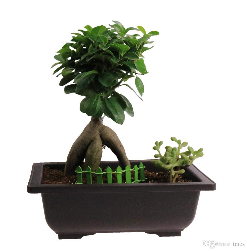 Bonsai Pots rectangle (Brown) (Pack of 5)16 cm (L) x 6 cm(H) ideal for bonsai trees,succulents and adeniums