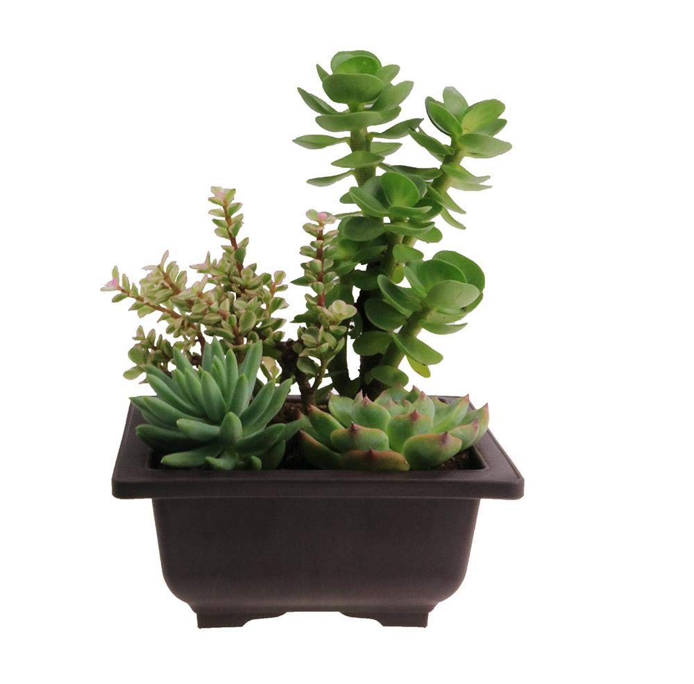 Bonsai Pots square 20 cm (Brown) (Pack of 5) (L & W)) x 13.5 cm(H) ideal for bonsai trees,succulents and adeniums