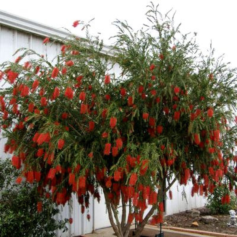 Bottle Brush (melalueca) Sapling Plant