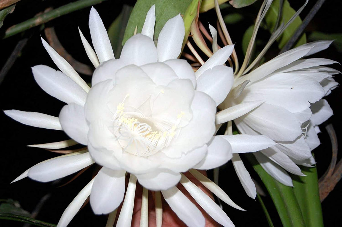 Green Paradise® Live and Rare Brahmakamal Plant (1 healthy plant ) –  GreenParadiseLive