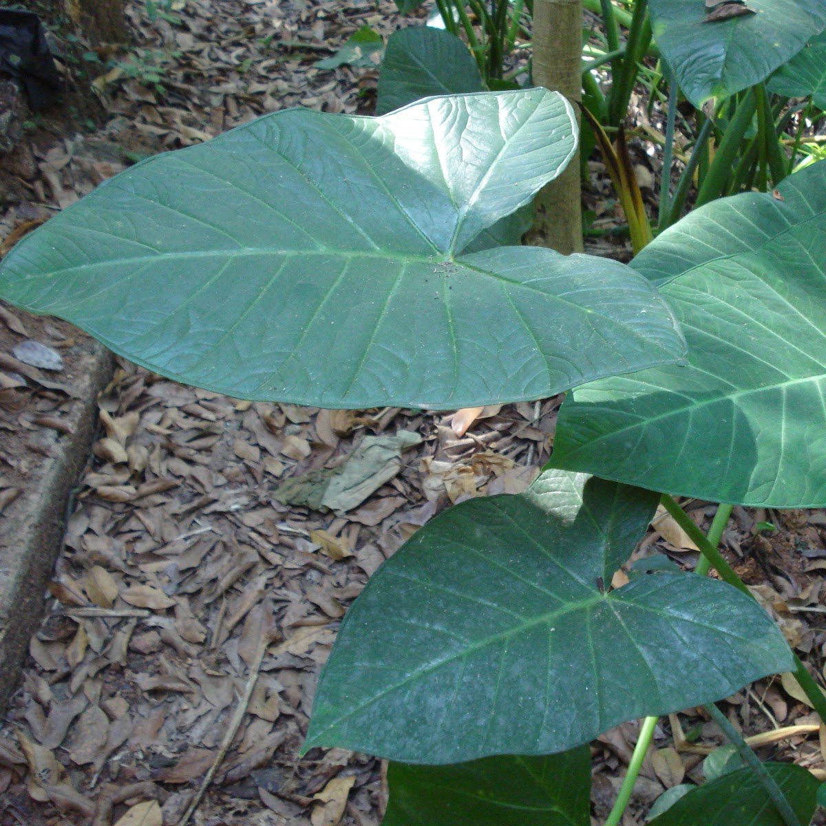 Patarveliya Colocasia esculenta Plant