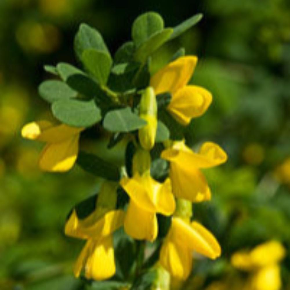 Yellow Braya Pre Bonsai Sapling Live Plant