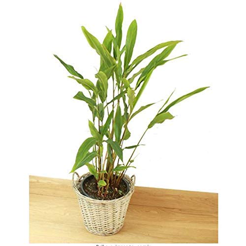 elaichi plant in pot Cardamom Plant Elachi, Yallaki, Veldode, Ealakai, live plant –  GreenParadiseLive
