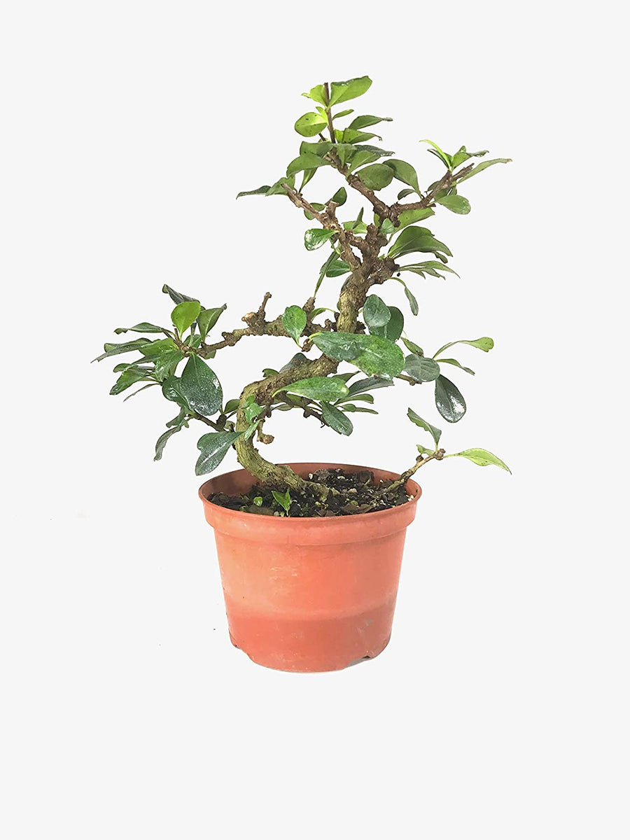 Bonsai Carmona macrophylla - Arbre à thé - 34 cm
