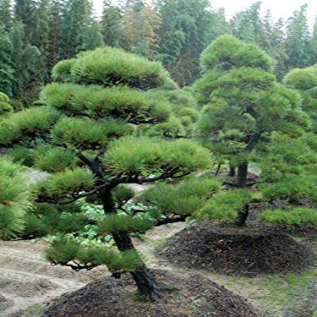 Casuarina Live Small Sapling Plant for Bonsai and Topiary 30 cm Sapling Healthy Live Plant