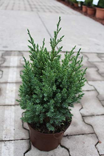 Juniper Plant Chinensis juniper plant suitable for Bonsai Sapling Plant